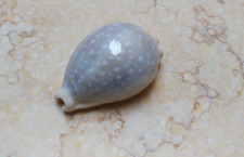 F Cypraea camelopardalis wow sea shell F++++ 58.3 mm clear dots superb lyncina picture
