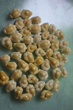 cypraeA moneta caloused 50pcs 14 19mm caught in siargao isalndEP July 342 2022   picture