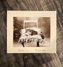 Antique Photo Gorgeous Cat Lounging On Chair Turner Maine 1900s ID'd? VTG Rare picture