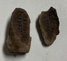 Fossil Fern Leaves Natural Mazon Creek Pennsylvanian Age Fern Fossil picture