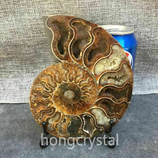1pc Natural ammonite fossil conch Crystal specimen healing Reiki+stand 140g+ picture
