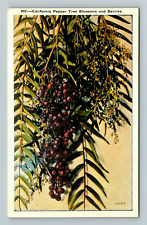 California, CALIFORNIA PEPPER TREE, BLOSSOMS AND BUDS, Vintage Postcard picture