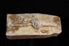 Cool Fossil Crinoid out of the Burlington Formation, Troy, Missouri picture