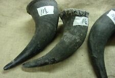 Four Raw Bison horn Caps, America buffalo. Make a nice powder horn. picture
