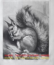 Squirrel Red Eurasian Eating Acorn, Large 1870s Antique Print & Article picture