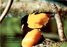 male Baltimore oriole, orange breast, melodious whistle, backyards, Postcard picture