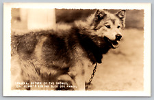 Postcard c1905 RPPC Tananna Mother of the Browns Ed Clarks Eskimo Sled Dog Ranch picture