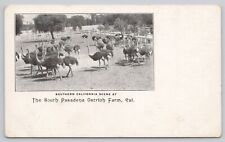Private Mailing Card South Pasadena Ostrich Farm California picture