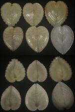 Tonyshells Seashell Corculum cardissa SET OF 6 HEART COCKLE 25 - 30.5mm F+++/gem picture