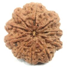 Rare Collector Size 10 Mukhi Rudraksha - 30.55 mm - Nepal - Lab Certified picture