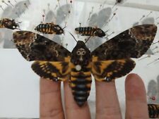 01 pcs Real Death Head Moth Acherontia lachesis A1 spread wings  picture