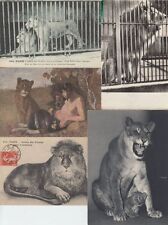 Vintage LIONS 72 ANIMALS Postcards Pre-1940 (L3612) picture