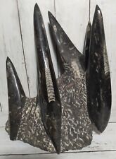 Large Orthoceras Fossil Fixture Statue With Spears 15 Lbs  picture
