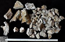 Rare Large Hyaenodon Skull Parts, Hyaenodon horridus, Fossils, Oligocene, K320 picture