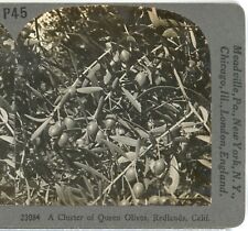 A Cluster of Queen Olives, Redlands, Calif.--Keystone Primary Stereoview B127 picture