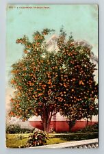A California Orange Tree Vintage Souvenir Postcard picture