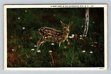 Adirondack Mountains NY- New York, Baby Deer, Antique, Vintage c1938 Postcard picture