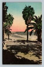 CA-California, Palms Along CA Coast, Vintage Postcard picture