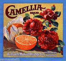 Redlands Camellia Version #6 Orange Citrus Fruit Crate Label Art Print picture