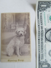Rare Victorian Antique 1875 Carte de Visite, Large Furry Dog, Charley Cary, GIFT picture