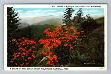 NC-North Carolina Azaleas Blooming Smoky Mountains Natl Park Vintage Postcard picture