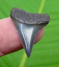GREAT WHITE Shark Tooth - 1.07 in. PREMIUM GRADE - SC RIVER FIND - NATURAL  picture