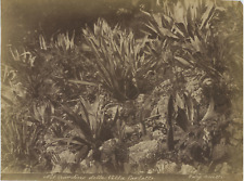 Bosetti, Italy, Como, Garden in the Villa Carlotta Vintage Albumen Print  picture