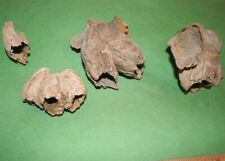 5 Balanus fossil barnacles from Virginia fossils Miocene age picture