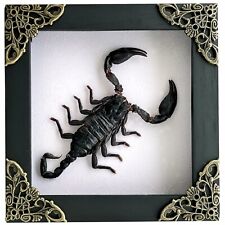 Wooden Framed Real Scorpion Dead Insect Collections Gothic Wall Hanging Decor picture