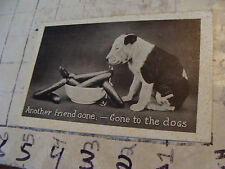 Orig Vint post card ANOTHER FRIEND GONE, GONE TO THE DOGS picture