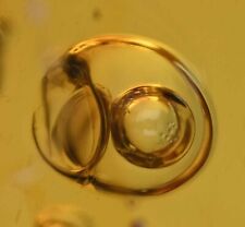 Rare Movable Enhydro Water Bubble, Fossil Inclusion in Dominican Amber picture