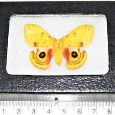Automeris io yellow male saturn moth Indiana FRAMED picture