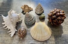 Lot Of 8 Stunning Seashells, Great Display Pieces picture