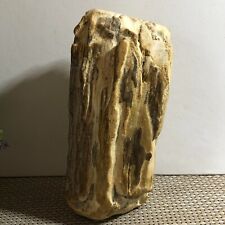 The brilliant color of Madagascar petrified wood - the brilliant South 1906g d7 picture