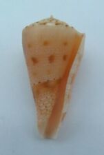 Seashell Otohime's cone Conasprella otohimeae picture