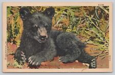 Black Bear Cub Animal Chicago Illinois Vintage Linen Postcard picture