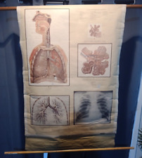 Vintage 1954 Denoyer Geppert Anatomy Chart - Organs of Respiration - 41570 picture