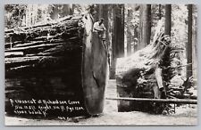 RPPC Logging Garberville CA Richardson Grove State Park Tree c1950 Postcard picture