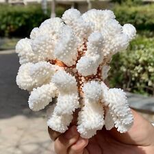 255G Natural white coral reef Cluster Ocean Mineral Crystal Specimen picture