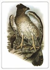 New Guinea harpy Eagle - 1979 Beautiful Vintage Bird Print by John Gould picture
