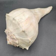 10” Large 1950s Pink Beige Natural Whelk Conch Sea Shell Home Beach Decor Coast picture