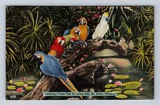 St Louis MO-Missouri, Greetings From St Louis Zoo, Vintage c1946 Postcard picture
