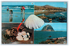 c1950's Clamming Pismo Clams Morro Rock Cayucos Morro Bay CA Postcard picture