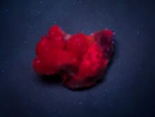 KB:  BRIGHT SW FL. RED OLMIITE XLS., N'Chwaning II Mine, SOUTH AFRICA picture