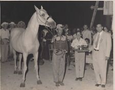 CUBAN MOMENT BEATIFUL HORSE EQUINE TRADE IN CIENFUEGOS CUBA 1950s Photo Y 404 picture