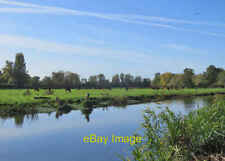Photo 12x8 Clayhithe: cattle by the Cam We seldom see livestock in Cambrid c2019 picture