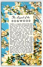 1950s THE LEGEND OF THE DOGWOOD  PHOTOCHROME POSTCARD P3140 picture