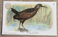1908 J4 Church & Co Arm & Hammer New Series Of Birds Virginia Rail Card #18 picture