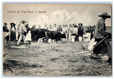 c1910 Buffalo Farmers Debulha Wheat Fayal S Miguel-Azores Portugal Postcard picture
