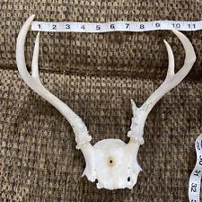 Whitetail Deer Antlers Hanging Taxidermy Arts & Crafts Home Decor Pet Chew Toys picture